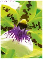 AVERY ZWECKFORM InkJet Fotopapier A4 2559-20 250g,matt, weiss 20 Blatt