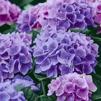 Paper + Design Papierservietten Lilac Hydrangea 33 cm x 33 cm, 20 Stück - Material: Papier - Grösse: 33 cm x 33 cm - Eigenschaften: Keine Eigenschaft - Anzahl Lagen: 3 - Motiv: Blume - Produkttyp: Papierservietten