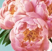 Paper + Design Papierservietten Pink Peony 24 cm x 24 cm, 20 Stück - Material: Papier - Grösse: 24 cm x 24 cm - Produkttyp: Papierservietten - Motiv: Blume - Detailfarbe: Rosa - Anzahl Lagen: 3