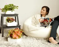 Click and Grow Saatgut Busy Lizzy - Aussaatzeit: April - August - Dezember - Februar - Januar - Juli - Juni - Mai - März - November - Oktober - September - Blütezeit: April - August - Dezember - Februar - Januar - Juli - Juni - Mai - März - November - Okt