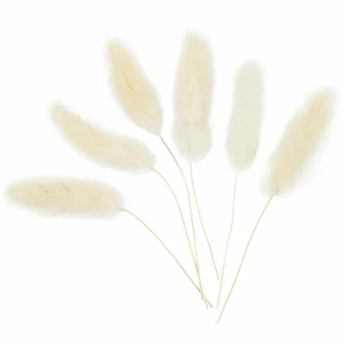 Creativ Company Trockenblumen Federgras 3-7 cm, 6 Stück - Produkttyp: Trockenblumen - Detailfarbe: Beige - Verpackungseinheit: 6 Stück